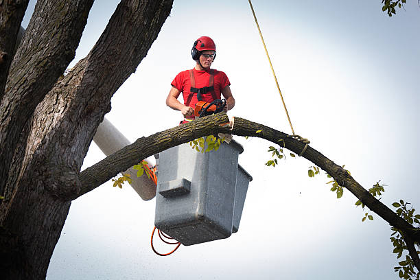 Best Tree Cabling and Bracing  in Vauxhall, NJ